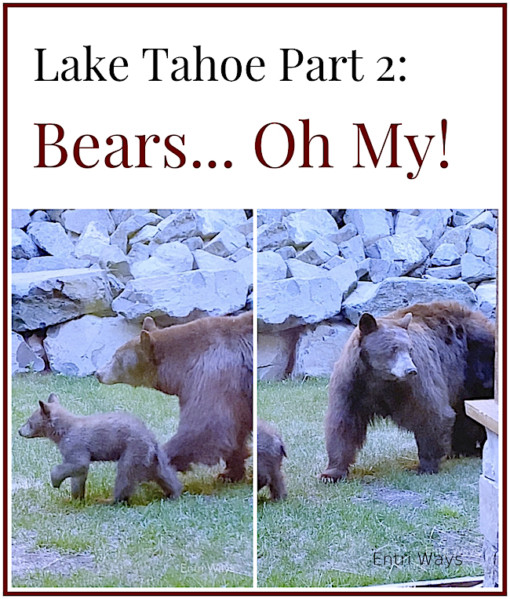 Lake Tahoe bears